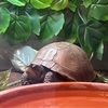 turtleparty8